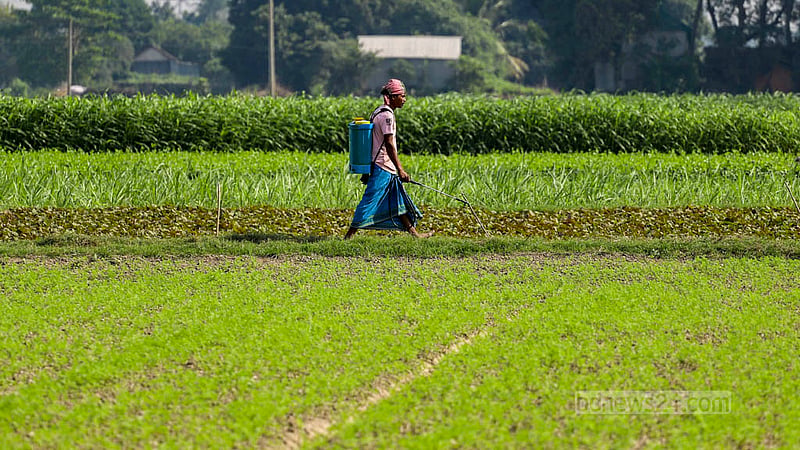 A farmer uses pesticides in a winter vegetable field. Photo: Tawhiduzzaman Tapu