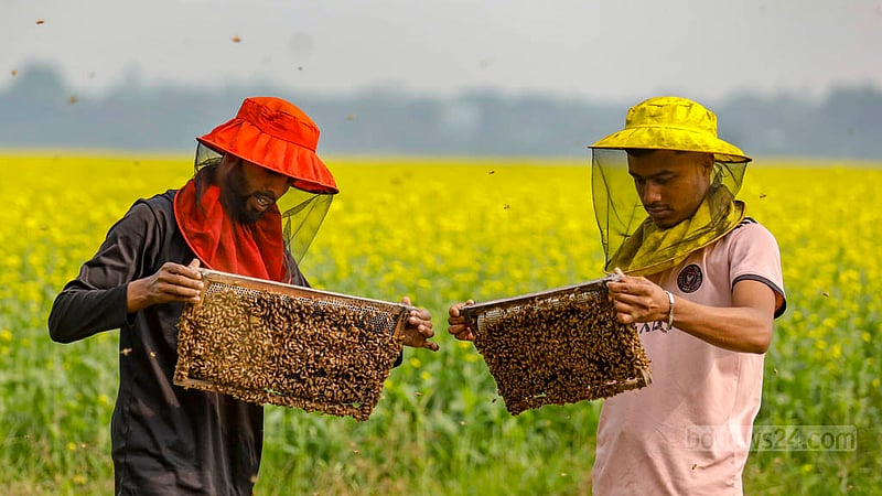 A farmer is assessing if there is a sufficient quantity of honey at the 'Moti Modhu' bee farming project in Munshiganj's Sreenagar.