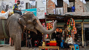 Dhaka's elephant alms-seekers divide opinions