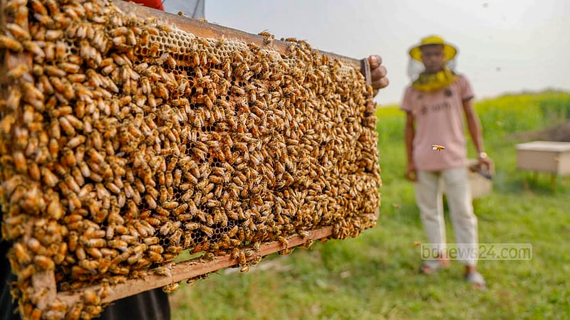 Inside a wooden frame, there's a wax house where the queen bee lays one egg every minute.