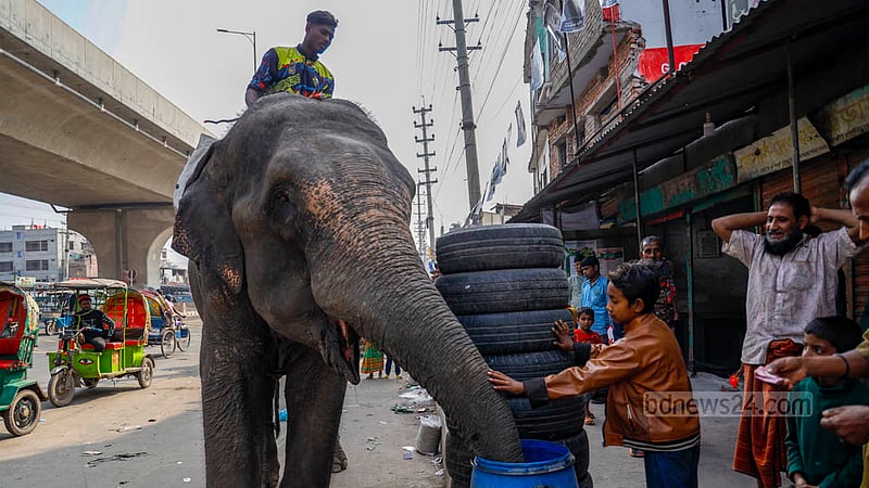 An elephant is spotted drinking water from a plastic bowl on a footpath in Dhaka’s South Keraniganj.