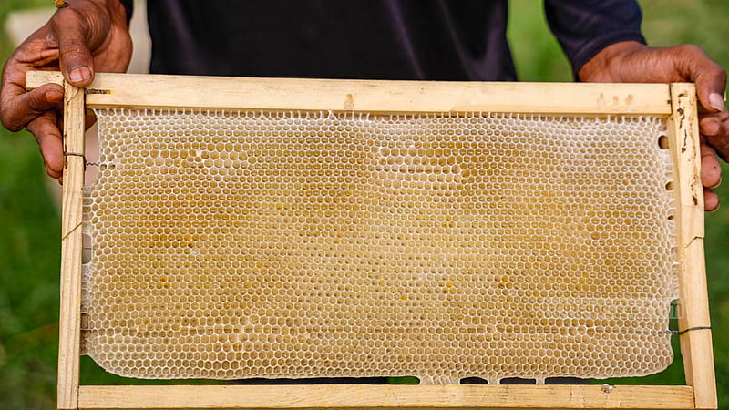 This wooden frame is brimming with honey harvested at the 'Moti Modhu' bee farming project situated in the village of Madankhali in Munshiganj's Sreenagar.