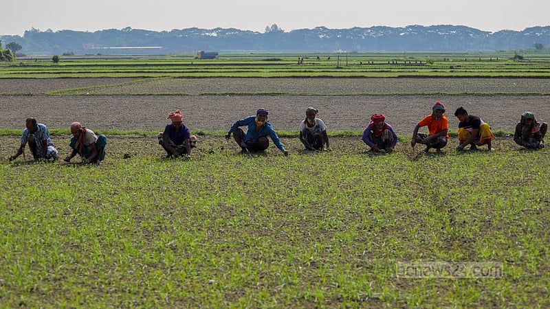 Farmers are busy working at the winter vegetable field in Keraniganj’s Hazratpur. Photo: Tawhiduzzaman Tapu