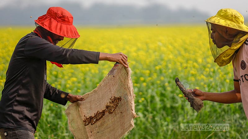 Farmers are immersed in the bustling activities of the bee farming project in Sreenagar's Madankhali village.