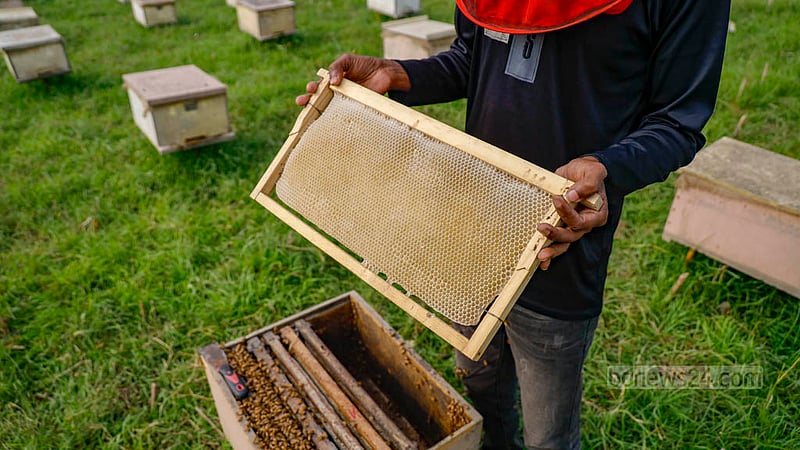 The period for harvesting honey from mustard flowers spans one and a half months. During this time, as long as the mustard blooms persist, the collection of honey will proceed.
