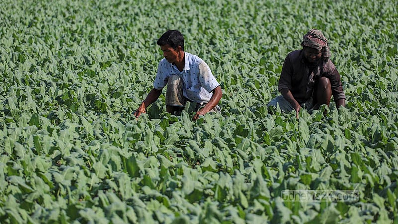 Two farmers are busy growing turnip, a winter special vegetable, in Keraniganj’s Hazratpur. Photo: Tawhiduzzaman Tapu