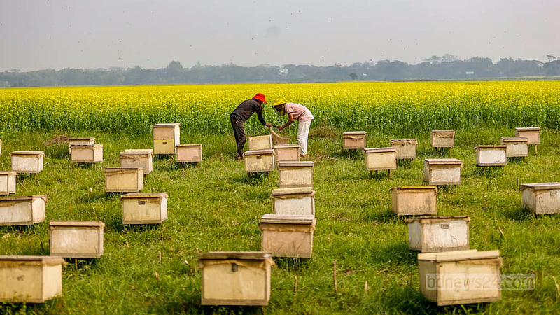 Honey is being cultivated in 70 boxes lining the vast mustard fields. The honey extracted through this project has also gained considerable popularity.