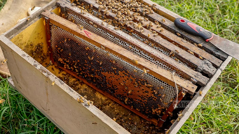 A typical wooden bee box is composed of seven or eight frames, featuring both brood and super chambers designed for bee breeding and honey storage.