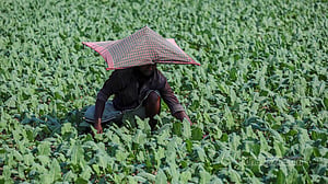 Farmers grow winter vegetables