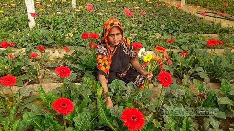 Feb 6: A woman plucks flowers as production increases amid favourable weather in Jashore’s Jhikargachha. 