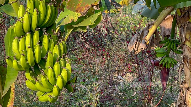 Banana trees are planted on the hill slopes of the Khagrachhari district.