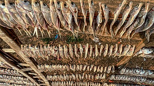 The dried fish of Kattuli Marsh