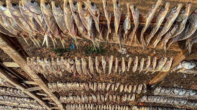 Chapila fish is dried in the Kattuli Marsh Bazar area of Rangamati’s Kaptai Lake. Traders sell this dried fish nationwide.