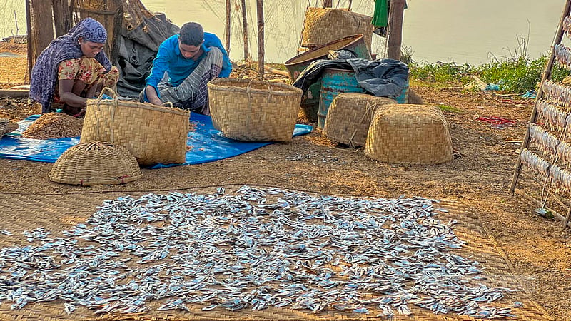 Workers prepare dried fish in the Kattuli Marsh Bazar area of Rangamati’s Kaptai Lake.