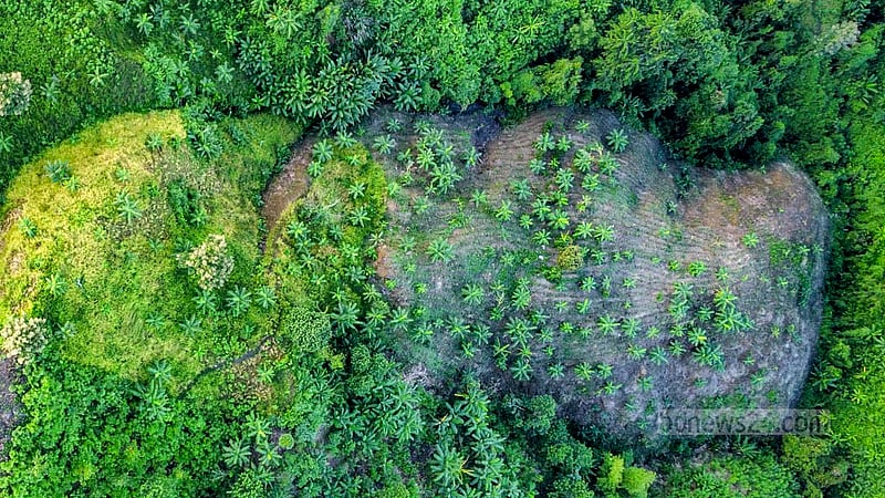 Banana trees are planted on the hill slopes of the Khagrachhari district.
