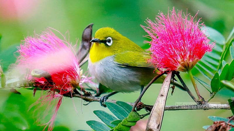 The Indian white-eye, one of the smallest birds found in Bangladesh, is spotted on the branches of a red powder puff tree on a hill in Bandarban Sadar Upazila.