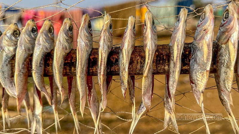Chapila fish is dried in the Kattuli Marsh Bazar area of Rangamati’s Kaptai Lake. Traders sell this dried fish nationwide.