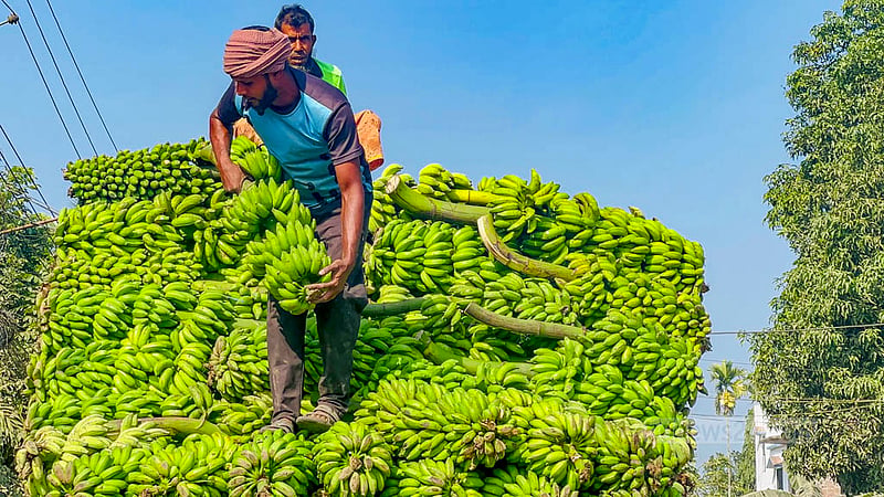 Trucks are loaded with bananas grown on the hill slopes of Khagrachhari. The bananas will be distributed to fruit vendors in Dhaka and Chattogram.