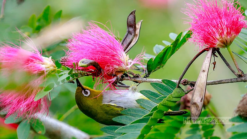 The Indian white-eye, one of the smallest birds found in Bangladesh, is spotted on the branches of a red powder puff tree on a hill in Bandarban Sadar Upazila.