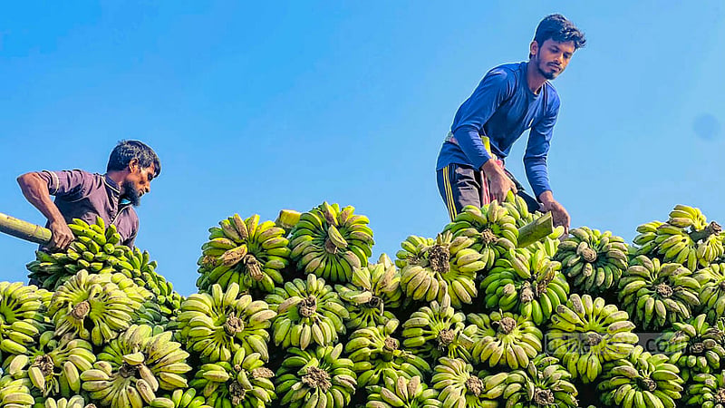 A man organises bananas on top of a truck in the Khagrachhari market area.