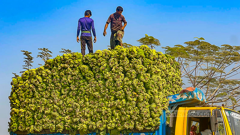 Bananas from Khagrachhari's hill regions are more in demand in Dhaka and Chattogram than in other parts of the country.
