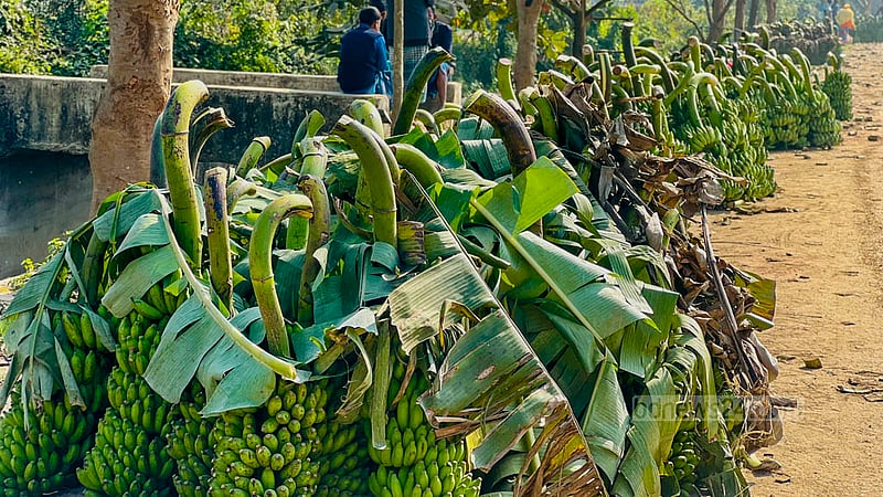 Bananas are lined up for sale at local markets in Khagrachari. A single banana bunch can cost Tk 250 to Tk 300.