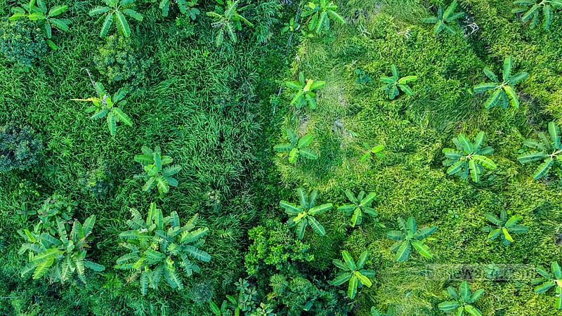 It takes at least four months for banana trees to bear fruit. Farmers cultivate bananas all year round in the hilly regions of Khagrachhari.