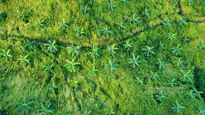 A bird's eye view of the banana plantation on the hills of Khagrachhari’s Dighinala area.