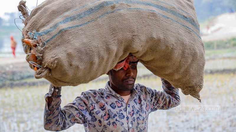 Harvested carrots are carried in gunny sacks for cleaning in Manikganj’s Joymandap.