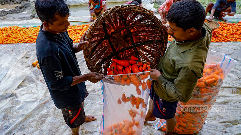 After they are cleaned, the carrots grown in Manikganj's Joymandap are put in plastic bags to be transported to city markets, mostly in Chattogram.