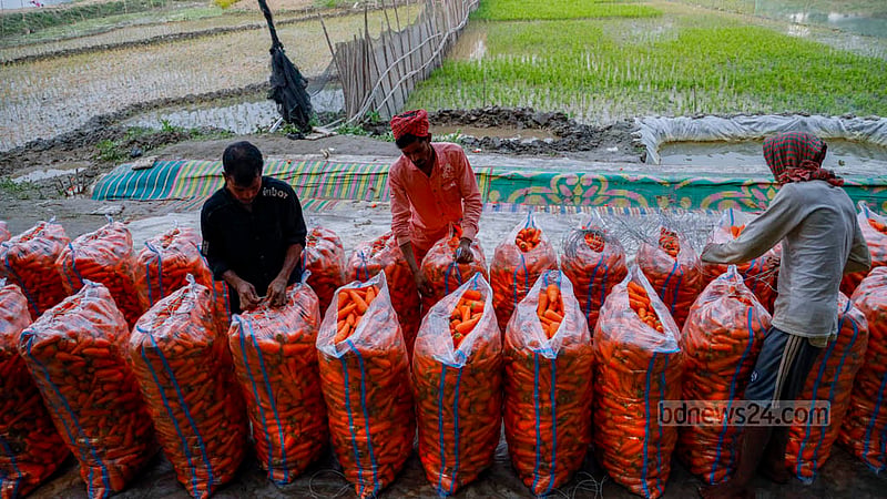 A group of workers sew bags to carry cleaned carrots in Manikganj's Joymandap.