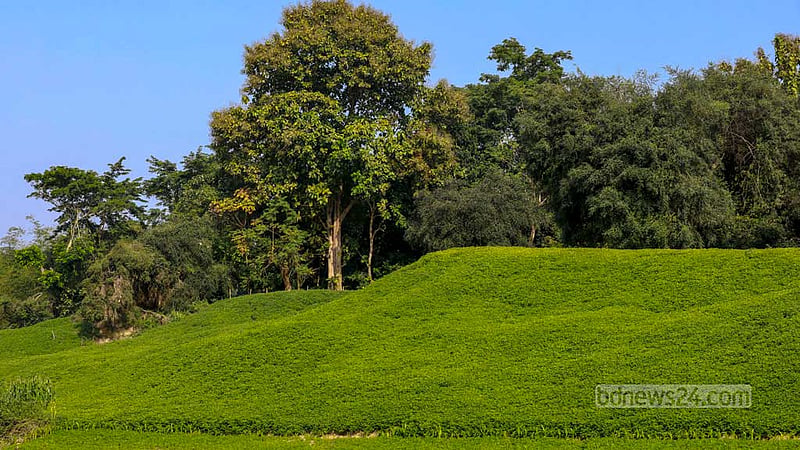 Peanuts, a winter crop, are grown along the banks of the Sangu River in the Taracha Union of Bandarban’s Rowangchhari. When the crystalline waters of the river dry up in the winter, locals cultivate peanuts along the banks of the Sangu.