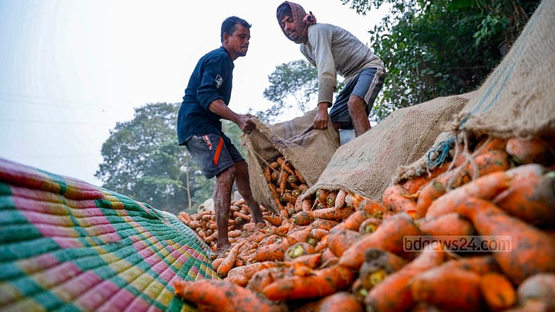 Sacks full of carrots are lined up beside a long trench in a field. These are then tossed into the trench for cleaning.