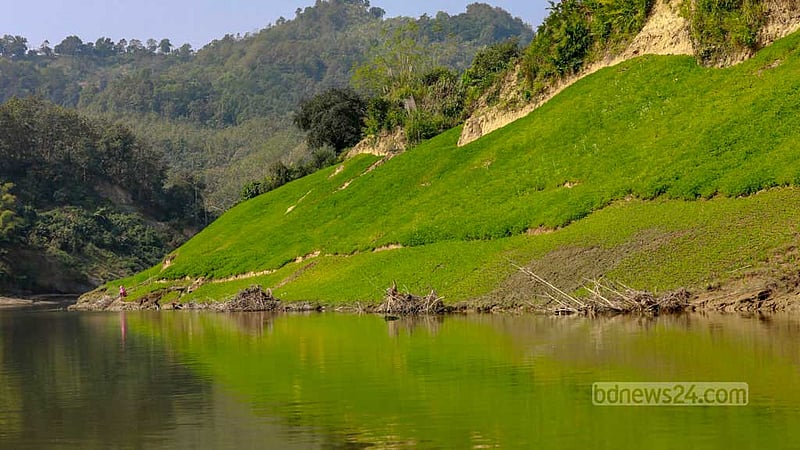 Peanuts, a winter crop, are grown along the banks of the Sangu River in the Taracha Union of Bandarban’s Rowangchhari. When the crystalline waters of the river dry up in the winter, locals cultivate peanuts along the banks of the Sangu.