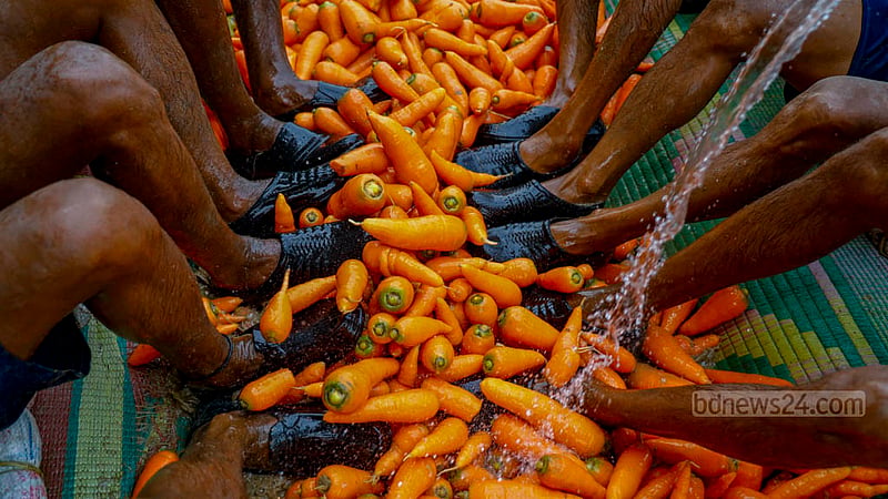 Farm workers in Manikganj’s Joymandap employ a traditional technique to clean harvested carrots. They begin by digging a long trench and lining it with polythene and tarpaulin. They then place the harvested carrots there and while one person sprays water, others rub the carrots with their feet to remove soil and dirt.