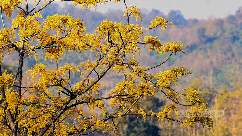 Yellow flowers bloom on an udal, or hairy sterculia, tree on the hills of Khagrachhari’s Dighinala.