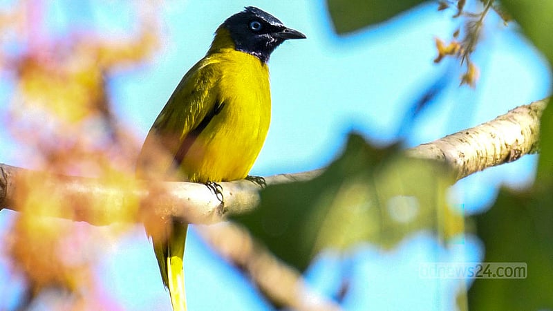 A black-headed bulbul perches on the branches of a moringa or drumstick tree in Khagrachhari’s Dighinala.