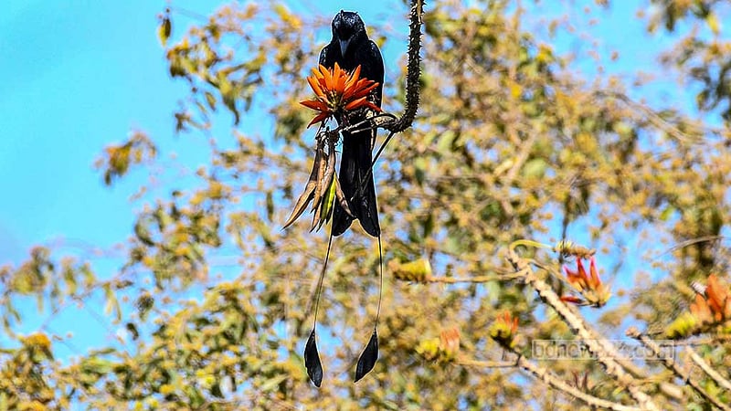 A greater racket-tailed drongo perches on the branch of a Mandar tree to drink honey from a flower in Khagrachhari’s Dighinala.