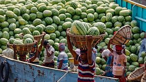 Watermelons flood Waisghat