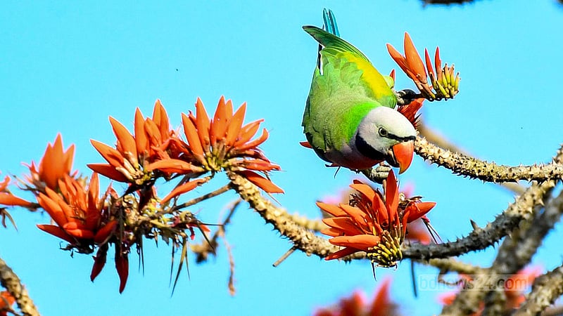 A red-breasted parakeet drinks honey from a Mandar flower, also known as a parijat, blooming in the hills of Khagrachhari’s Dighinala.