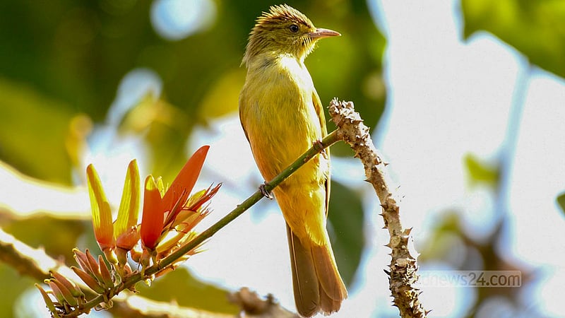 An olive bulbul perches on the green branch of a Mandar tree in Khagrachhari’s Dighinala.