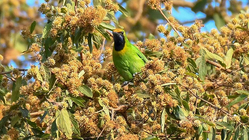 A golden-fronted leaf bird perches on a tree amid a sea of golden wildflowers in Khagrachhari’s Dighinala.