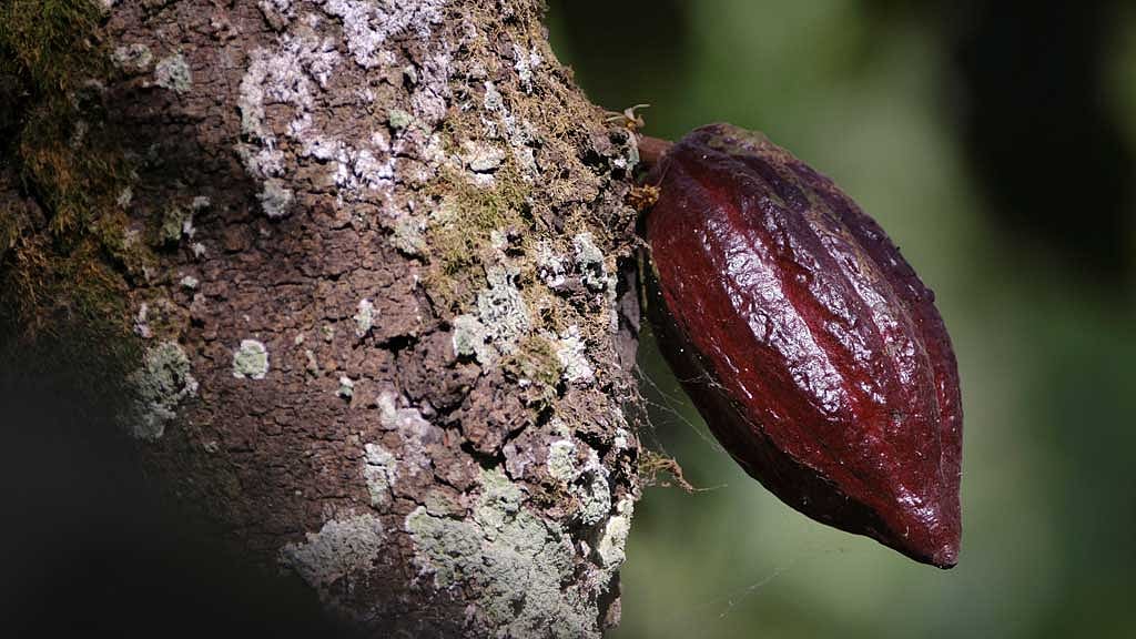 Chocolate prices to keep rising as West Africa's cocoa crisis deepens