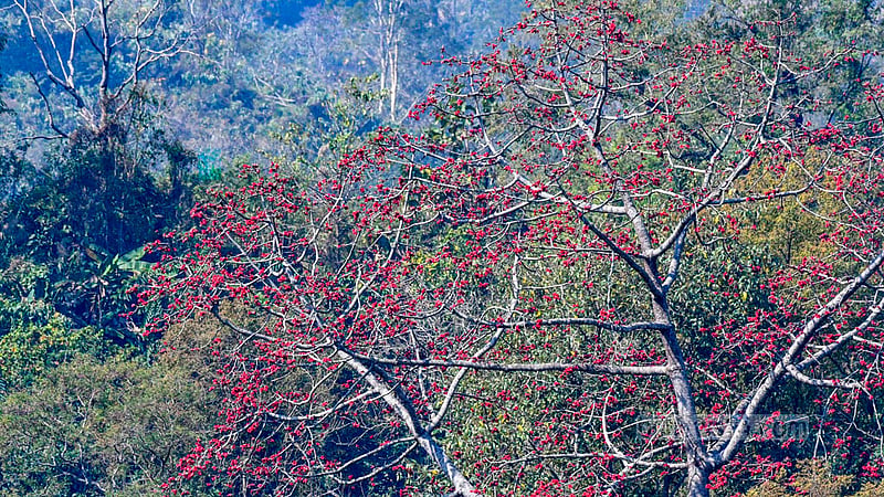 Red flowers bloom on a shimul tree, commonly known as a red cotton tree, in the hills of Khagrachhari’s Dighinala.