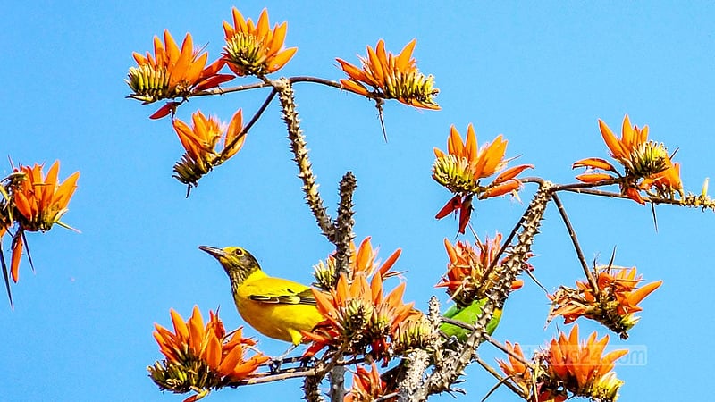 A black-headed oriole perches on the branches of a flowering Mandar tree in Khagrachhari’s Dighinala.