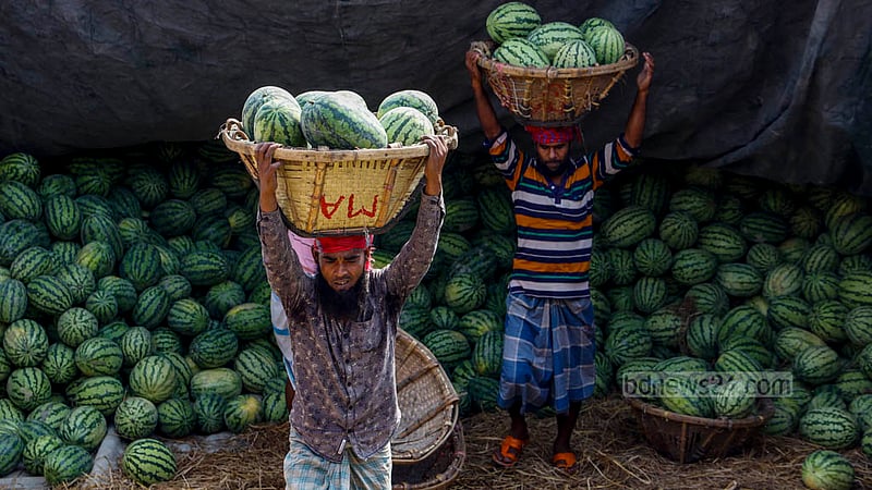 Labourers unload watermelons from vessels at Dhaka’s Waisghat.