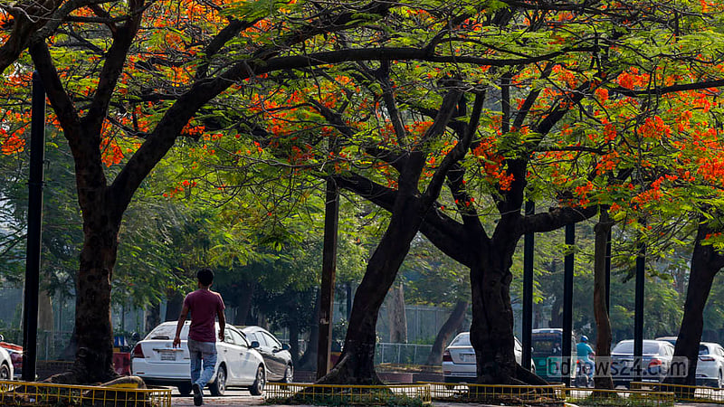 The striking orange flowers of the Krishnachura, or Caesalpinia pulcherrima, tree draw the eye in summer. The flowers can be seen across Dhaka around the start of the season.
