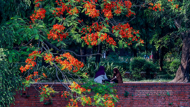 Many people take a walk under the greens and oranges of flowering Krishnachura, or Caesalpinia pulcherrima, trees in front of the Chandrima Udyan in Dhaka.