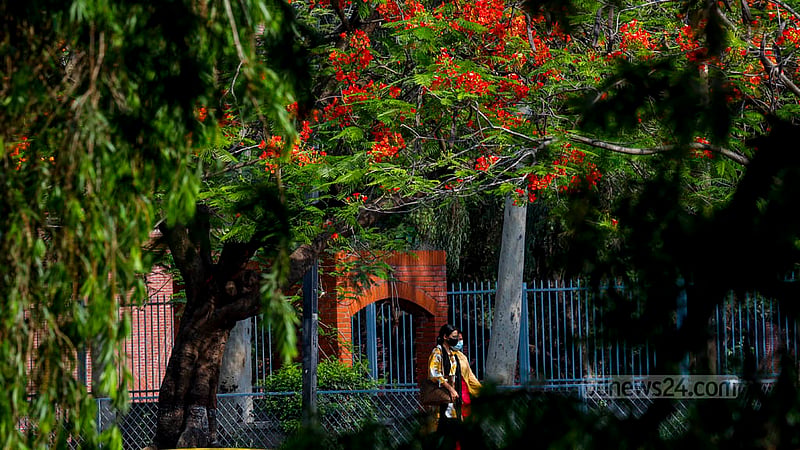 Flowering Krishnachura, or Caesalpinia pulcherrima, trees, bring a bright dash of colour to the road in front of Chandrima Udyan in Dhaka.