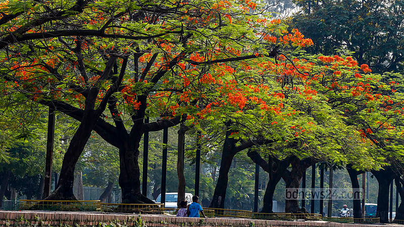 The striking orange flowers of the Krishnachura, or Caesalpinia pulcherrima, tree draw the eye in summer. The flowers can be seen across Dhaka around the start of the season.